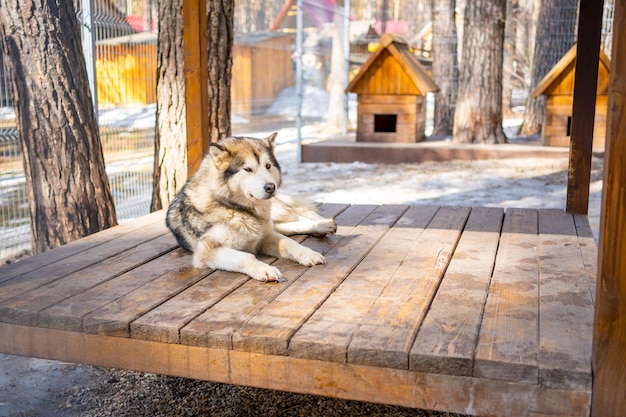 Portrait of gorgeous cute and happy Siberian Husky dog standing in dog farm near Kemerovo Siberia Russia High quality photo