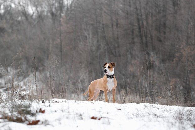 Photo portrait of a gorgeous staffordshire terrier dog in the winter nature scene