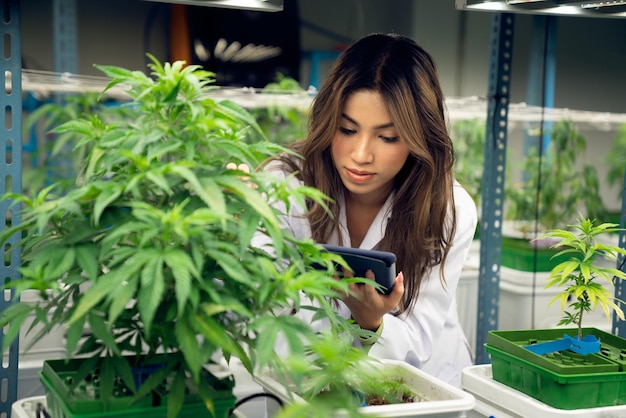 Portrait of gratifying female scientist checking of cannabis plant for medical