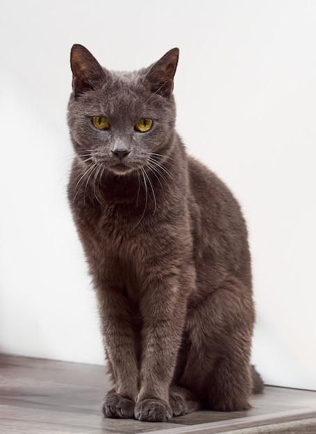 Portrait of a gray cat close up.