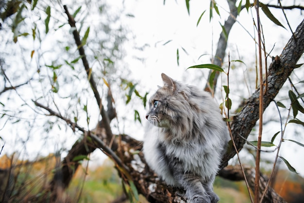 Portrait of a gray cat on a tree. Fluffy cat with green eyes looking to the side.