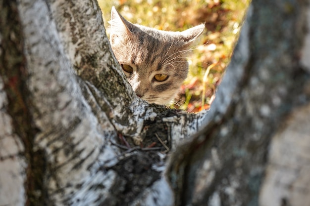 Portrait of a gray cat who playfully sniffs a tree. 