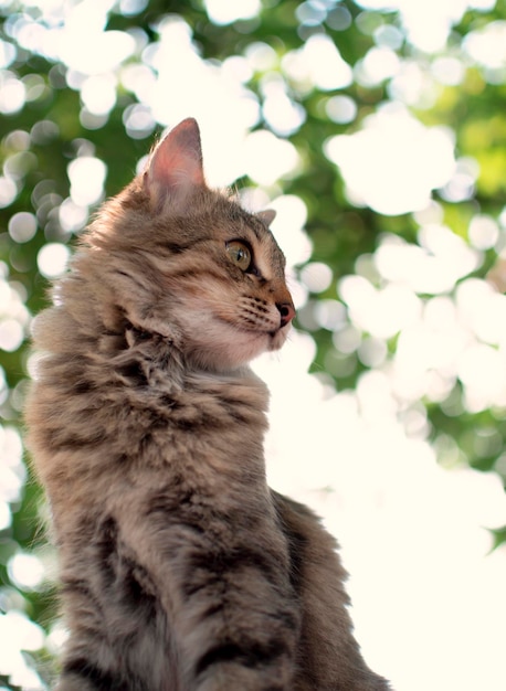 Portrait of a gray cat with long fur sitting with foliage in the garden Vertical position