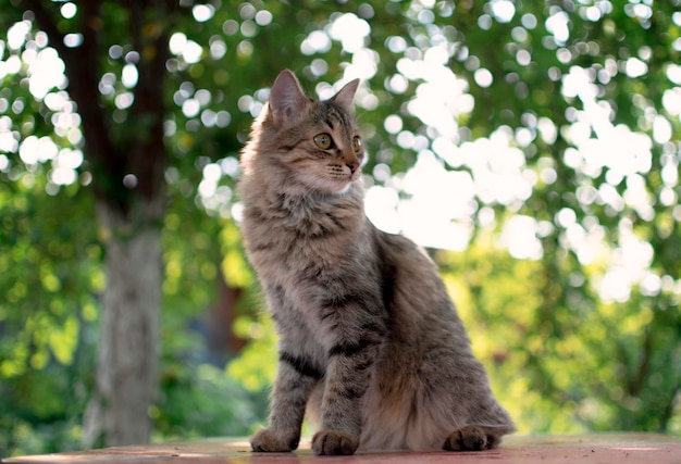 Portrait of a gray cat with long fur sitting with foliage in the garden