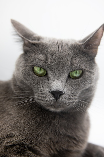 portrait of a gray fluffy cat