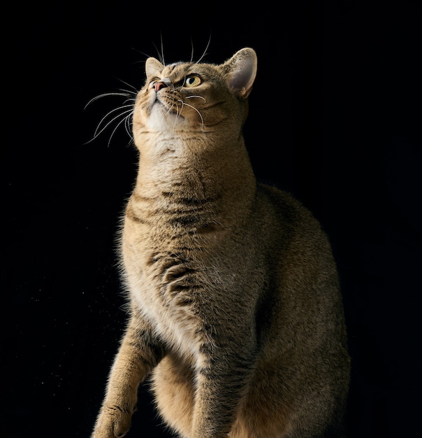 Portrait of a gray kitten scottish straight chinchilla on a black background, the cat looks up, close up