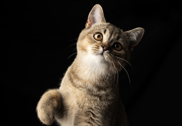 Portrait of a gray kitten scottish straight chinchilla on a black wall, the cat looks at the camera