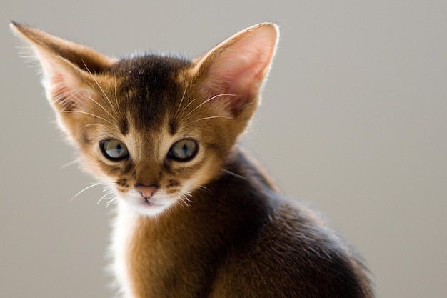 Portrait of a gray kitten with big ears.