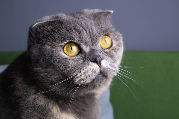 portrait of a gray scottish fold cat