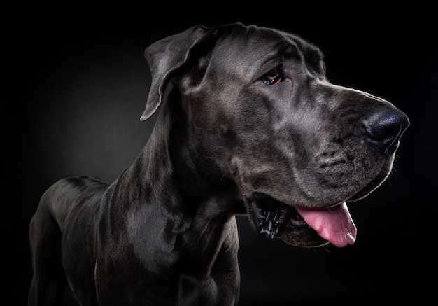 Portrait of a Great Dane dog on an isolated black background Shot in the studio in a dark key