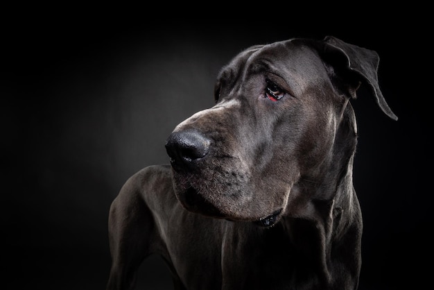 Portrait of a Great Dane dog on an isolated black background