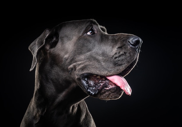 Portrait of a Great Dane dog on an isolated black background