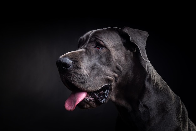 Portrait of a Great Dane dog on an isolated black background