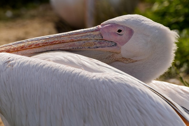 Photo portrait of a great white pelican pelecanus onocrotalus