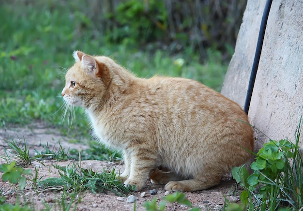 Portrait of green-eyed cat on nature background