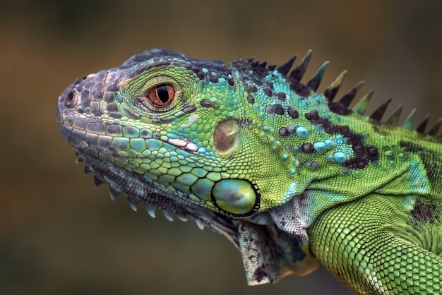 Portrait of a green iguana in bright colors