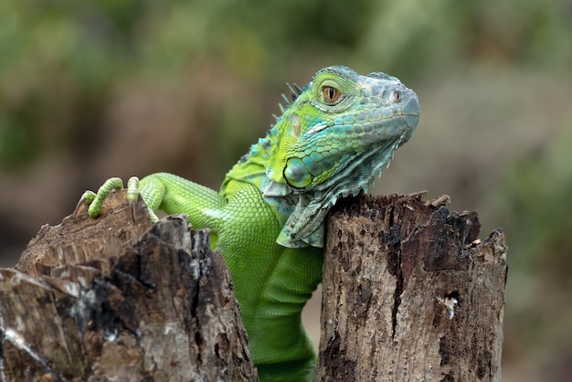 Portrait of a green iguana in bright colors