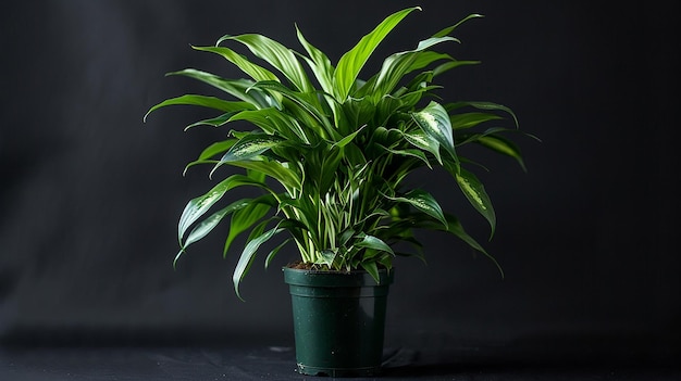 Photo portrait of green potted plant on black background