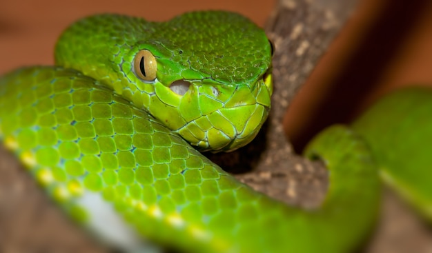 Portrait of a green Viper curled up on a branch