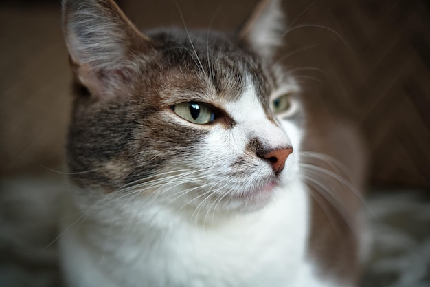 Portrait of a grey cat with a white breast Smart and noble pet posing for the camera