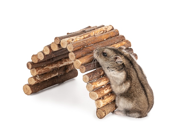 Portrait of a grey hamster on a wooden bridge 