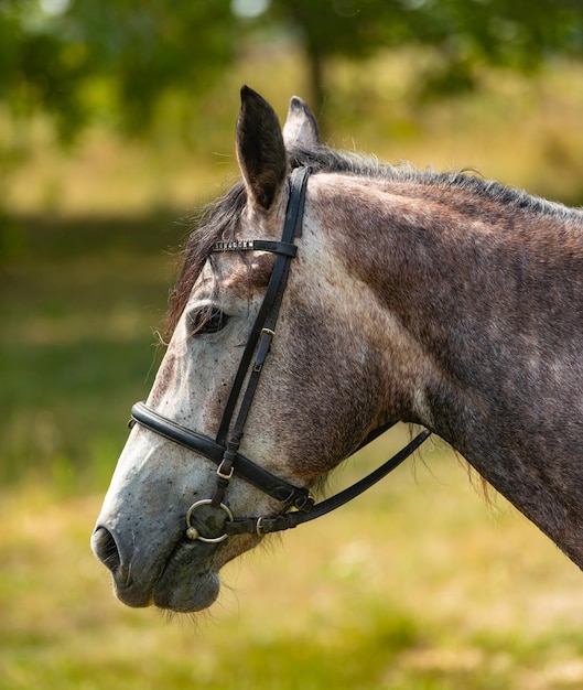 Portrait of a grey horse with mane on natural background Beautiful horse portrait in summer day Closeup Animals concept