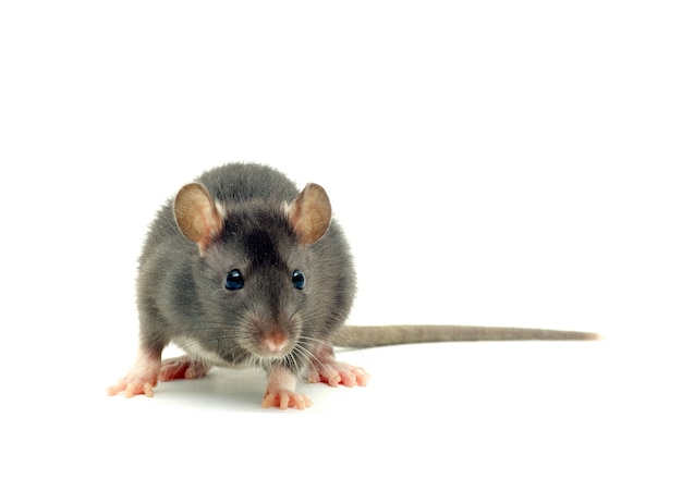 Portrait of grey rat or mouse isolated