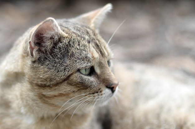 Portrait of a grey striped tabby cat with green eyes