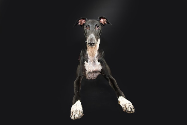 Portrait greyhound lyng down Isolated on black background