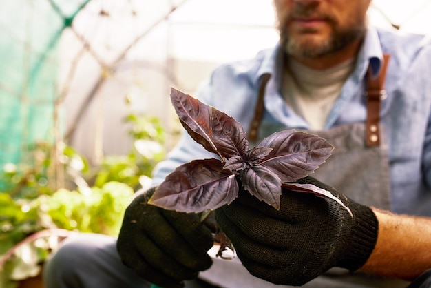 Portrait of handsome gardener wearing hat holds lettuce leaves Organic gardening The concept of harvesting and local farming