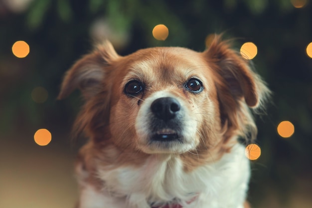 Portrait of Happy brown cute dog, Head shot of smile dog