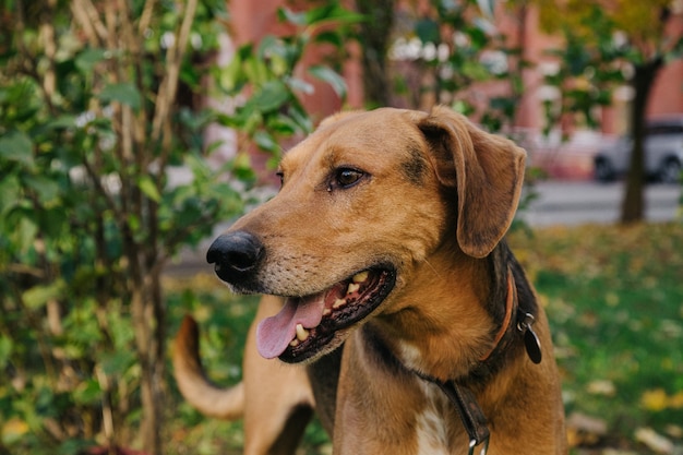 Portrait of Happy cute puppy with foliage bokeh background. Head shot of smile dog with colorful spring leaf at sunset with space. Stray dog.