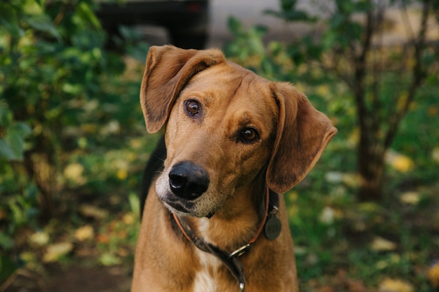 Portrait of Happy cute puppy with foliage bokeh background. Head shot of smile dog with colorful spring leaf at sunset with space. Stray dog.