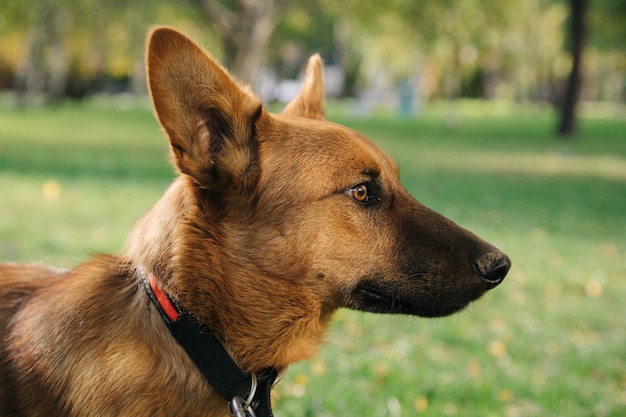 Portrait of Happy cute puppy with foliage bokeh background. Head shot of smile dog with colorful spring leaf at sunset with space. Stray dog.