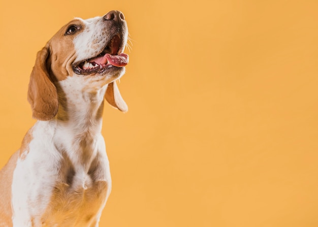 Portrait of happy dog with copy space