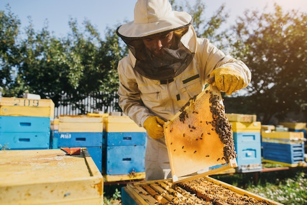 Portrait of a happy male beekeeper working in an apiary near beehives with bees Collect honey Beekeeper on apiary Beekeeping concept