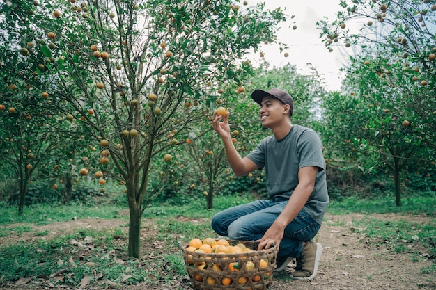 Portrait of happy male farmer harvest orange fruits in orange tree field