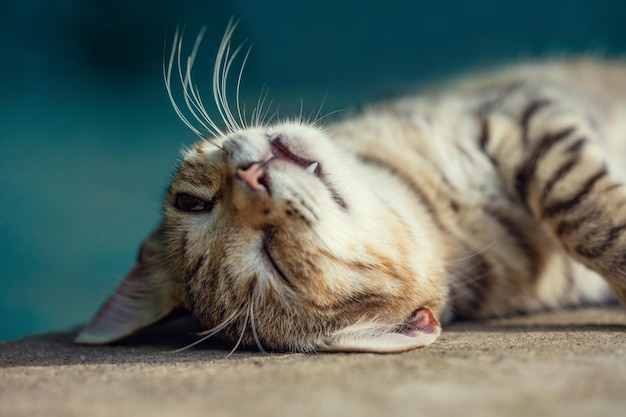 Portrait of a happy sleeping cat