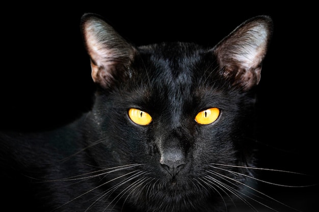 Portrait head black cat on black background