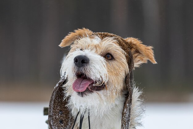 Portrait of the head of a Jack Russell Terrier in a green cap with earflaps Snowing Dog in the forest in winter Background for the inscription