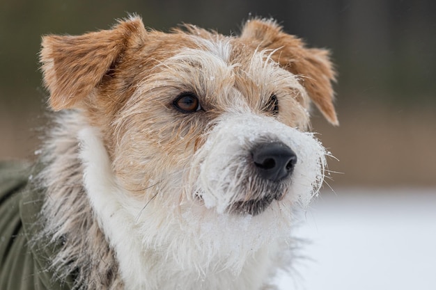 Portrait of the head of a Jack Russell Terrier in a green cap with earflaps Snowing Dog in the forest in winter Background for the inscription