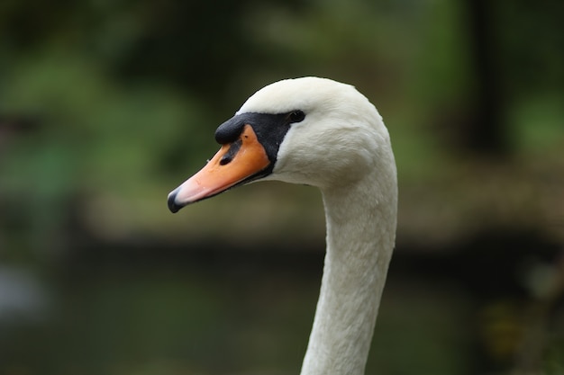 Portrait and head of a white swan