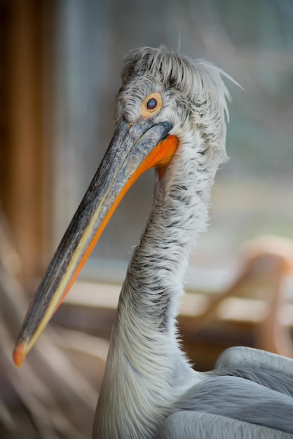 Portrait of heron in nature