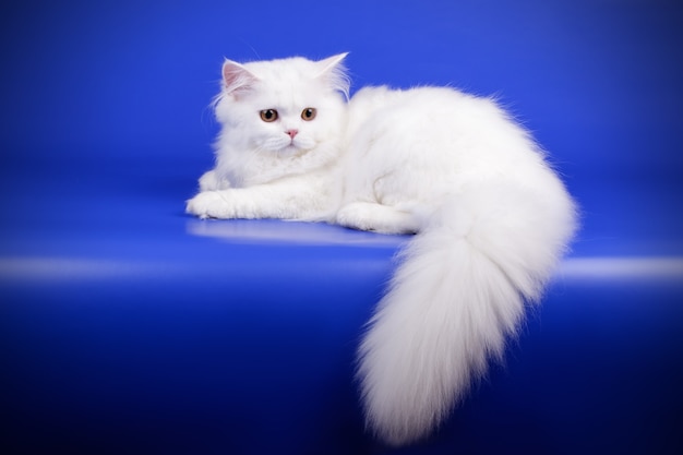 Portrait of highland straight cat on colored wall