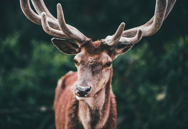 Portrait of horned deer