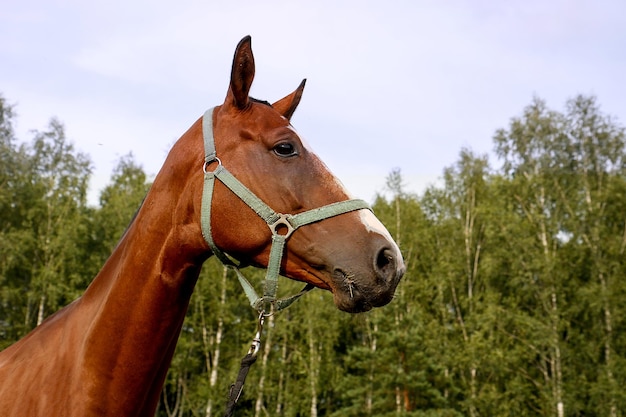 Portrait of a horse on the background of the forest