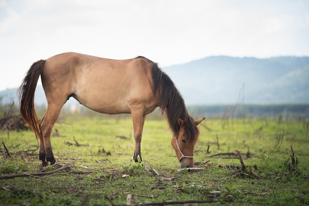 Portrait Horse on the field