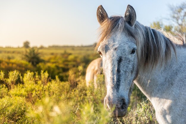 portrait of a horse at golden hour