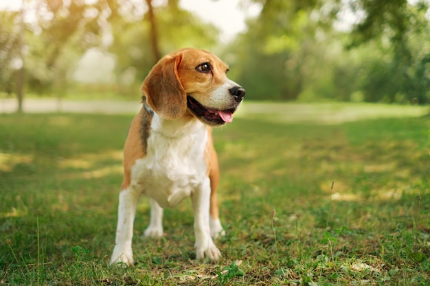 Portrait of a hunting dog beagle in the park against the sunset