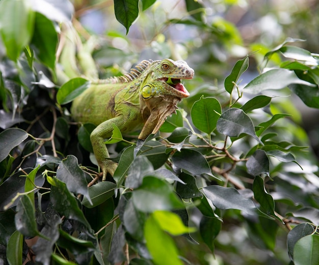 Portrait of an iguana in the greenery Green lizard Macro